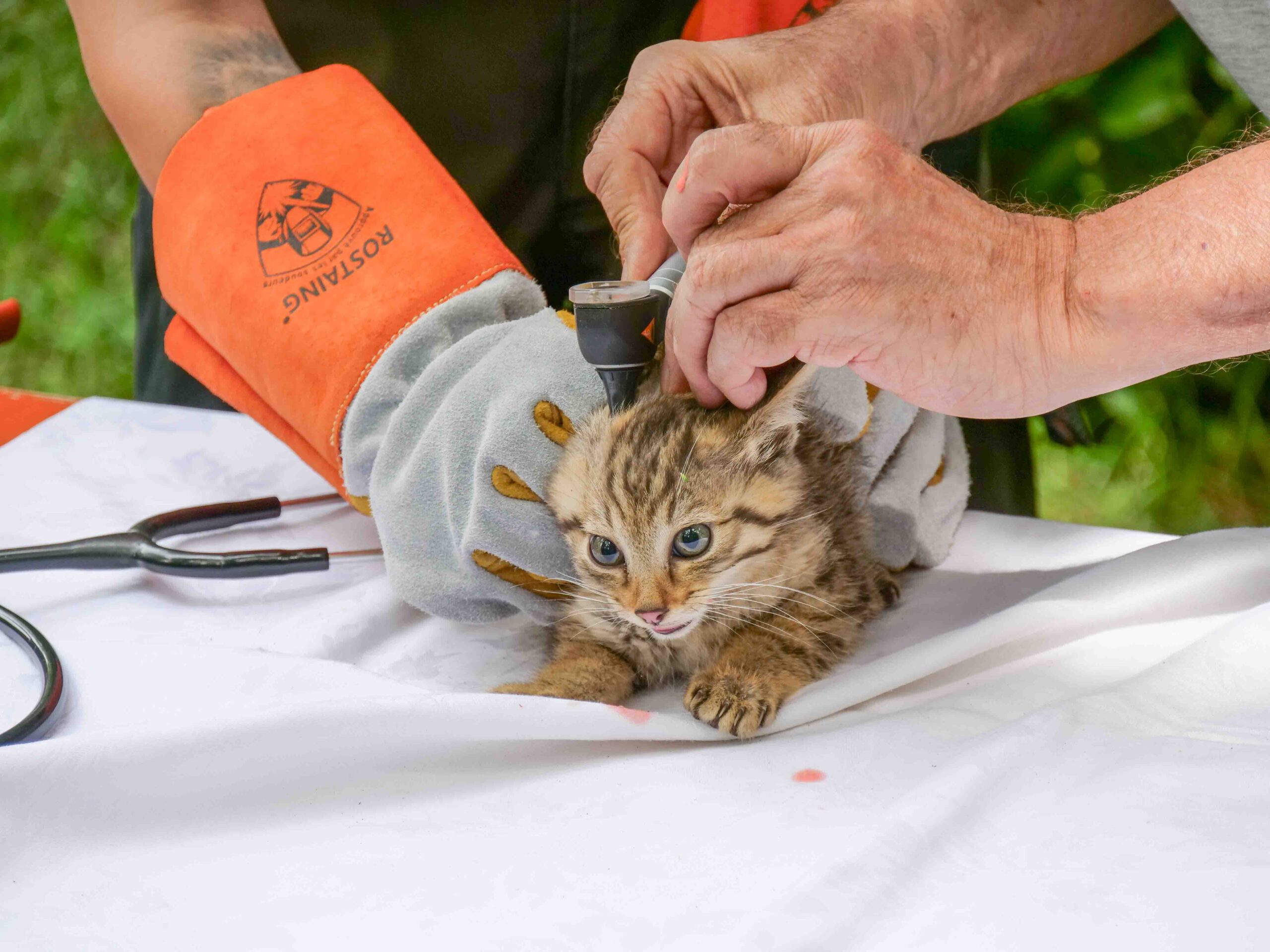 Wildkatze beim Chippen Wildparadies Tripsdrill min