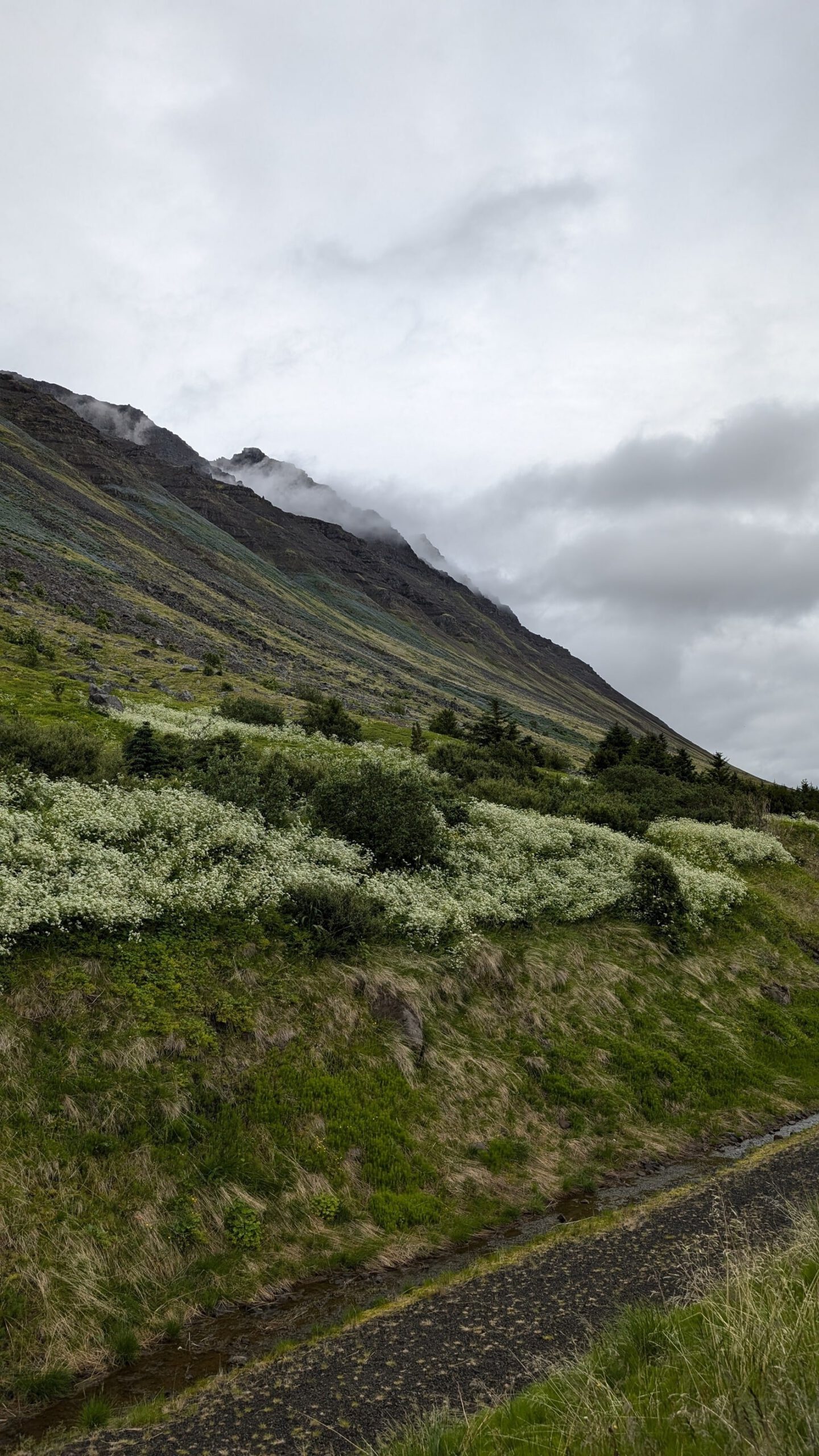 Ísafjörður tymikat (2)