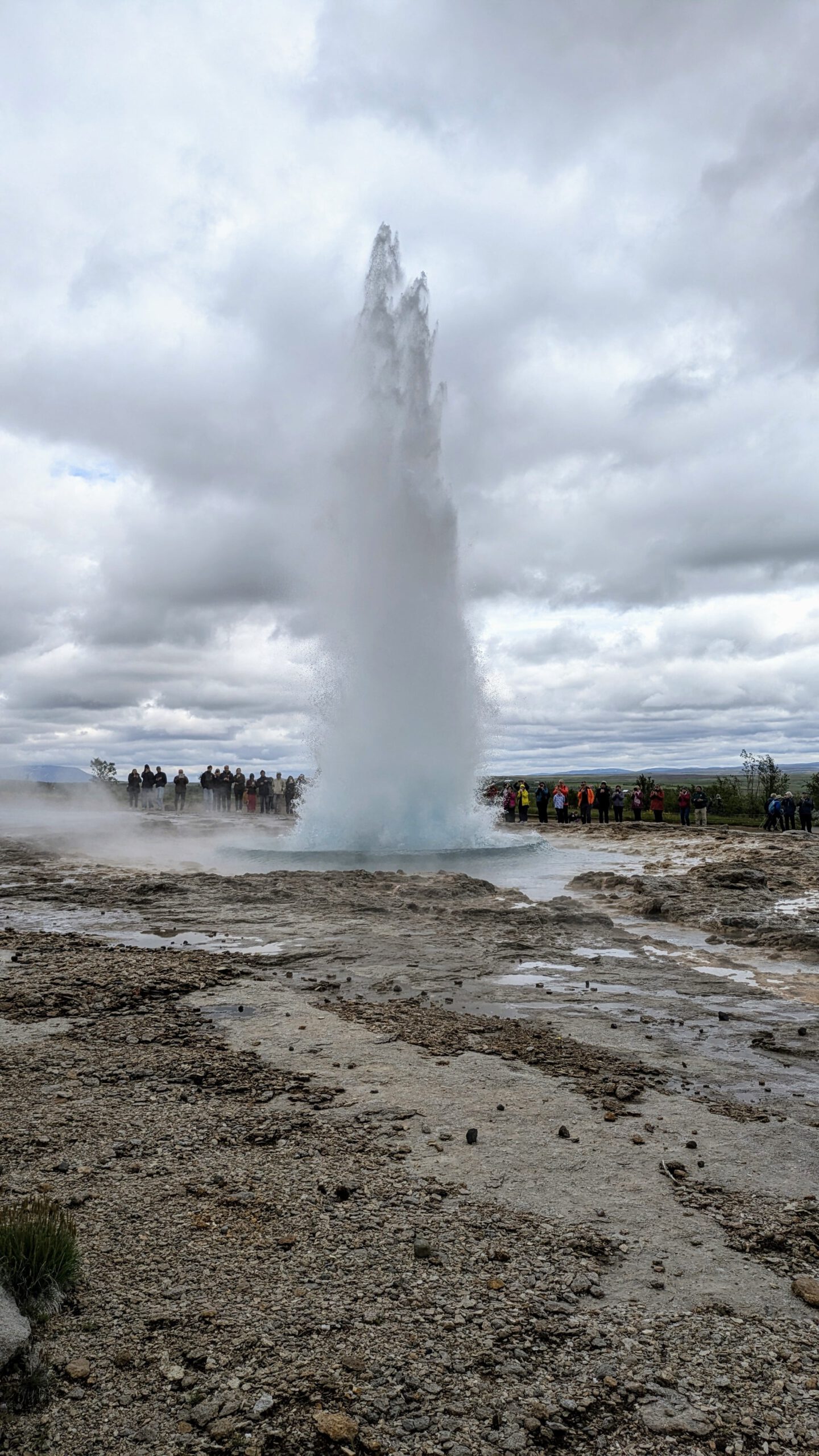 Reykjavík tymikat (1)