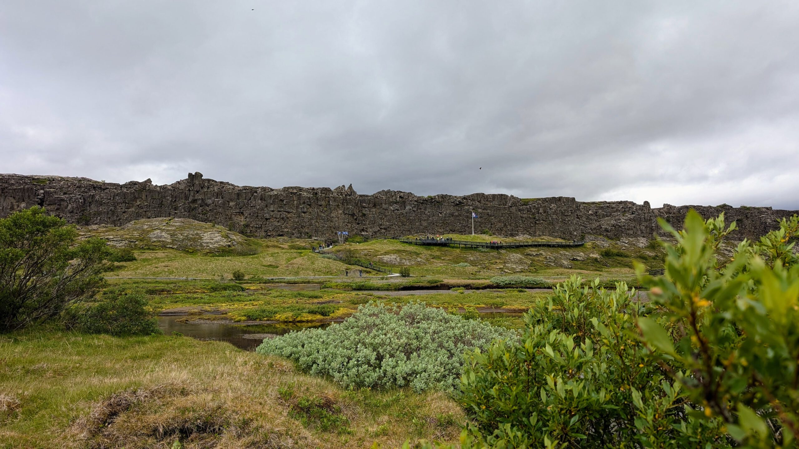 Reykjavík tymikat (2)