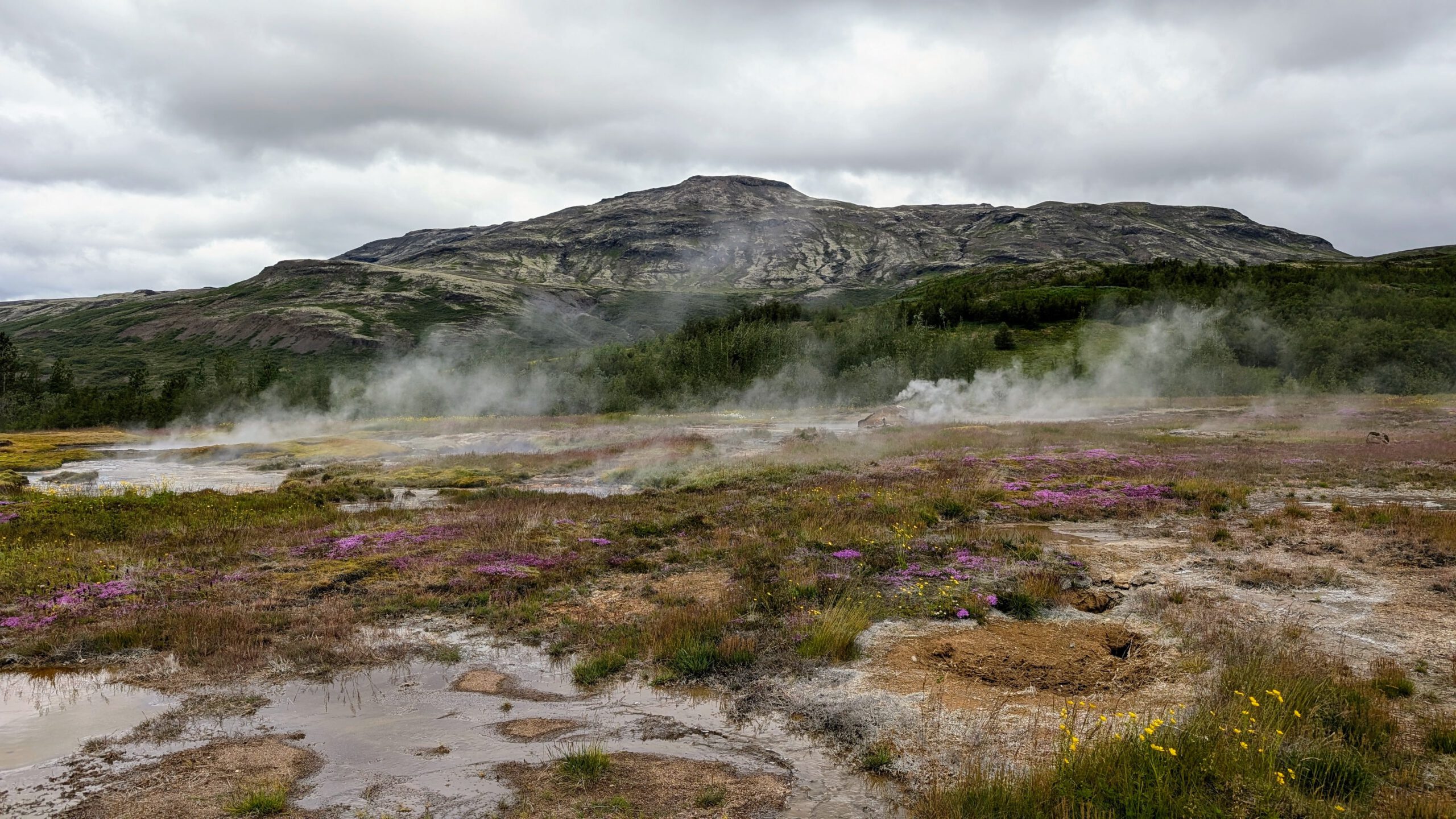 Reykjavík tymikat (9)